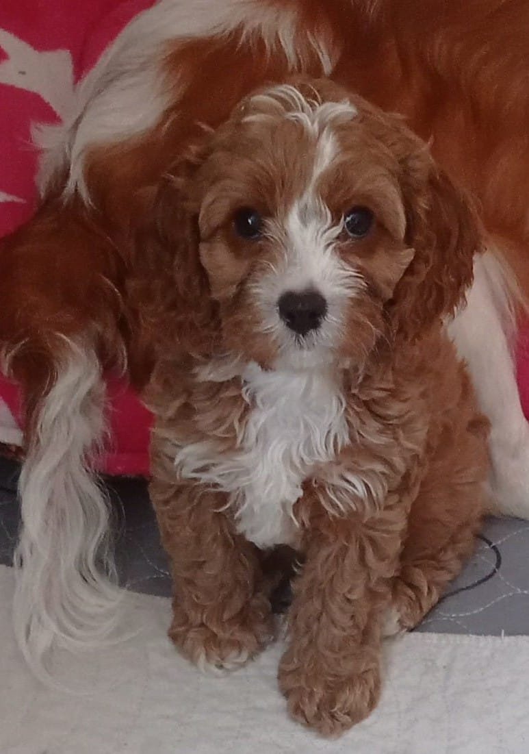 Ajsha, a female Cavapoo F1 puppy